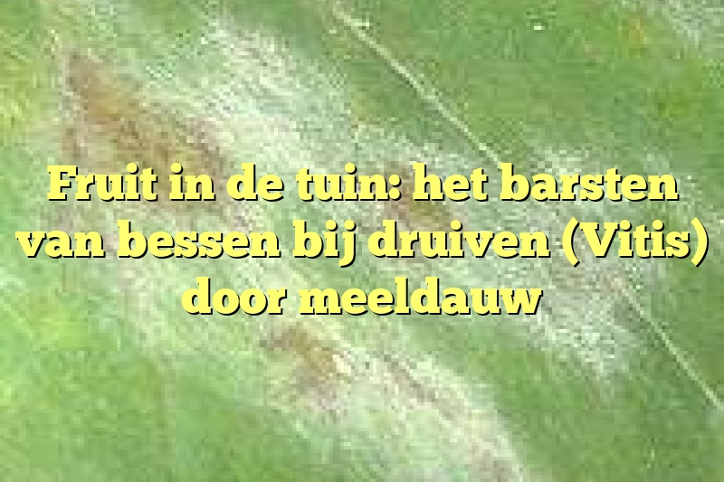 Fruit in de tuin: het barsten van bessen bij druiven (Vitis) door meeldauw